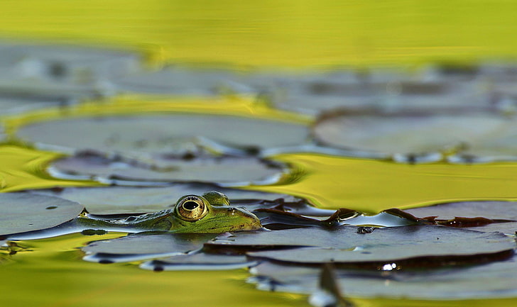 amphibian, animal, aquatic animal, close, creature, frog, frog face, frog pond, frogs, garden pond, green, green frog, high, lake, lily pad, nature, nuphar lutea, pond, pond inhabitants, pond plant, summer, water, wat, HD wallpaper