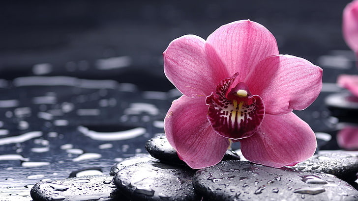 pink flower, pink orchid, stones, drops, droplets, wet, HD wallpaper