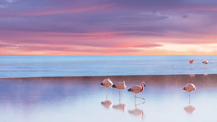 Flamingo Bird Beach Ocean 4k Hd Wallpaper Wallpaperbetter