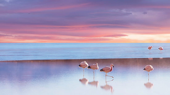 Oiseaux, flamant rose, animal, plage, oiseau, horizon, océan, mer, coucher soleil, Fond d'écran HD HD wallpaper