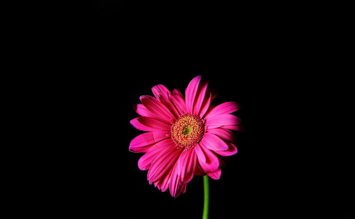 Hot Pink Gerber Daisy, ดอกไม้สีชมพู, Aero, ดำ, ชมพู, เดซี่, Gerber, พื้นหลังสีดำ, วอลล์เปเปอร์ HD