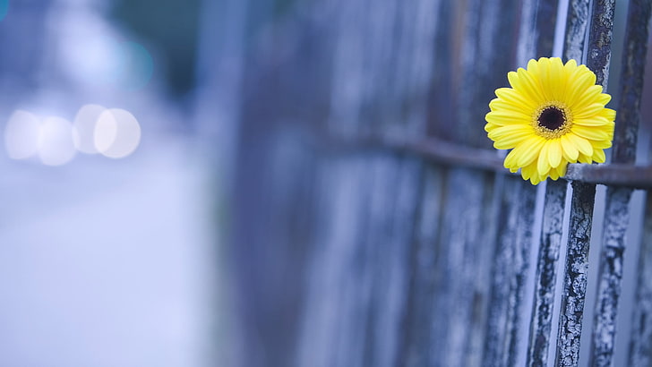 yellow flower, macro, the fence, blur, Flower, gerbera, HD wallpaper