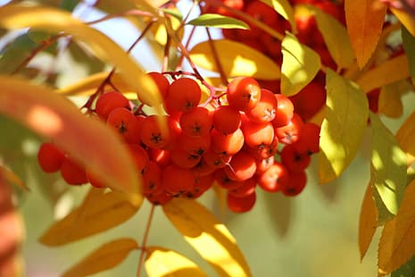 automne, rouge, baies, Rowan, Fond d'écran HD HD wallpaper