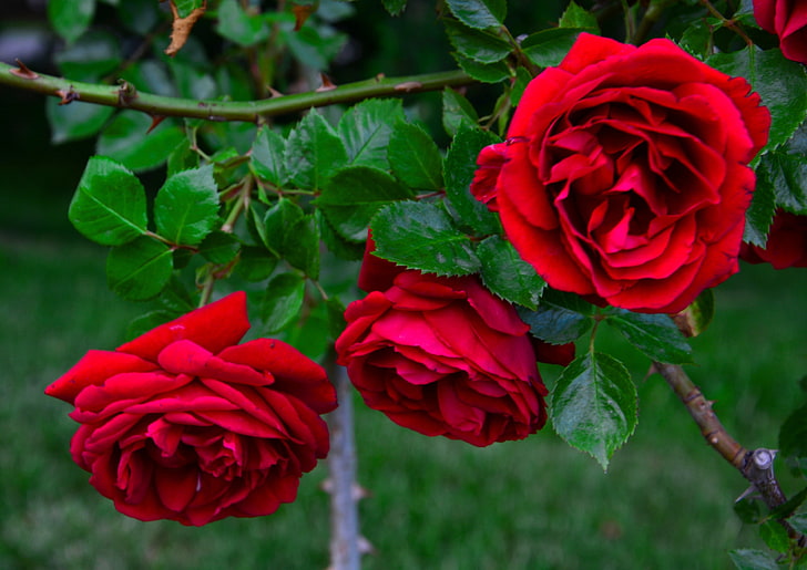 red rose flowers, roses, buds, rose Bush, HD wallpaper