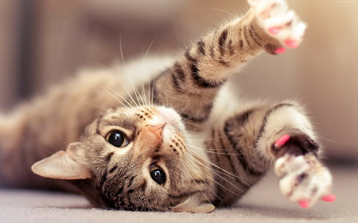 cat, cute, gray, kitten, eyes, Kitty, HD wallpaper