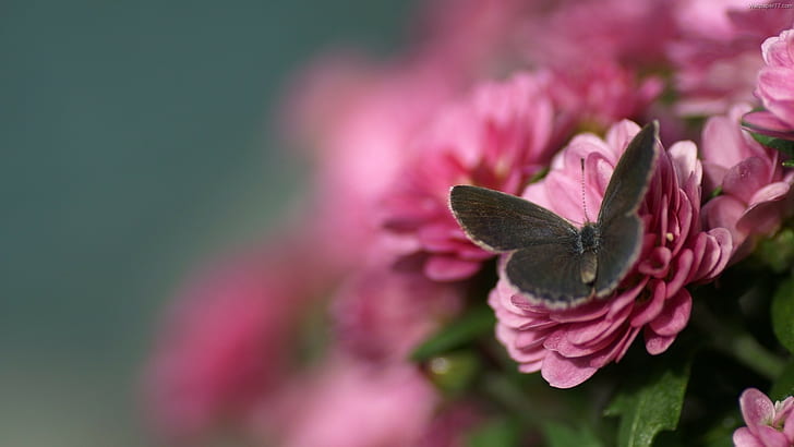 borboleta, macro, flores, HD papel de parede