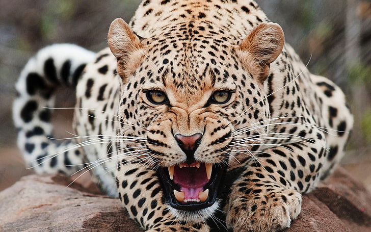 leopard animal, animals, jaguars, HD wallpaper