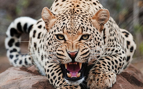 hewan macan tutul, hewan, jaguar, Wallpaper HD HD wallpaper
