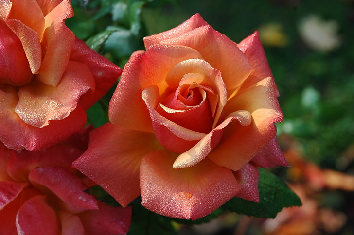 różowy kwiat róży, róża, pączek, płatki, Tapety HD
