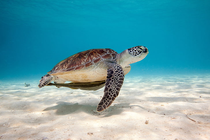 коричневая и белая черепаха, черепаха, море, вода, песок, дно, ракушка, HD обои