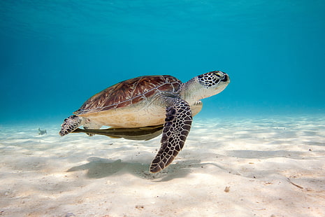 кафява и бяла костенурка, костенурка, море, вода, пясък, дъно, черупка, HD тапет HD wallpaper