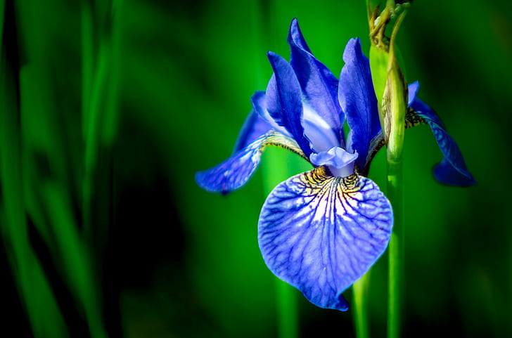 ดอกไอริสสีน้ำเงินในการถ่ายภาพระยะใกล้, ม่านตาสีฟ้า, ดอกไอริส, การถ่ายภาพระยะใกล้, ดอกไอริส, ธรรมชาติ, คนเดียว, สวน, พฤกษศาสตร์, วอลล์เปเปอร์ HD