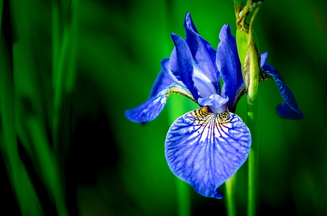 flor de iris azul en fotografía de primer plano, iris azul, flor de iris, fotografía de primer plano, flor de iris, naturaleza, solo, jardín, botánica, Fondo de pantalla HD HD wallpaper