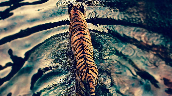тигър животно, тигър, вода, големи котки, животни, HD тапет