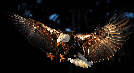 Hawk HD Wallpaper, brauner und schwarzer Adler, Tiere, Vögel, HD-Hintergrundbild HD wallpaper