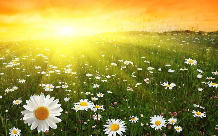 daisies, field, sunrise, sunlight, Flowers, HD wallpaper