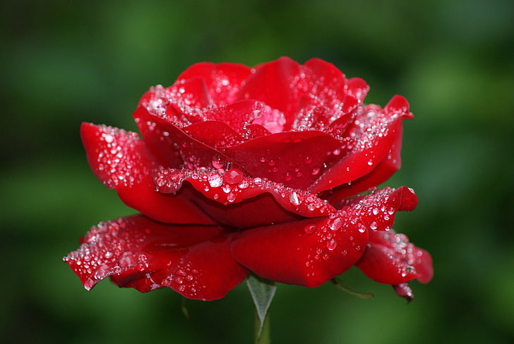 mawar merah, bunga, mawar, embun, tetes, merah, Wallpaper HD