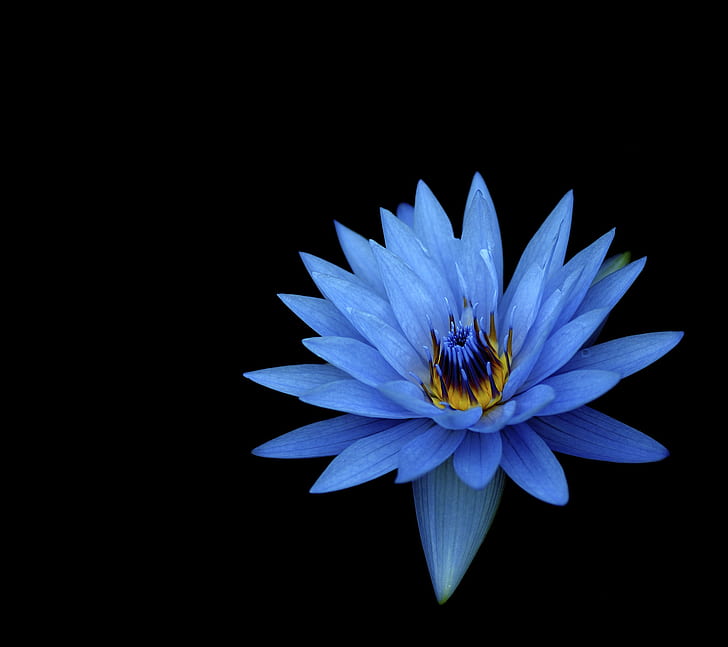 Синие цветы, цветы георгина, темный фон, HD обои