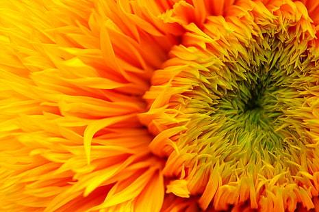 mikrofotografering av gul blomma, solros, solros, mäktig, solros, mikro, skott, fotografi, gul, nikon d70, blomsterträdgård, närbild, kronblad, faves, natur, kronblad, blomma, växt, närbild, sommar, blomma Huvud, HD tapet HD wallpaper