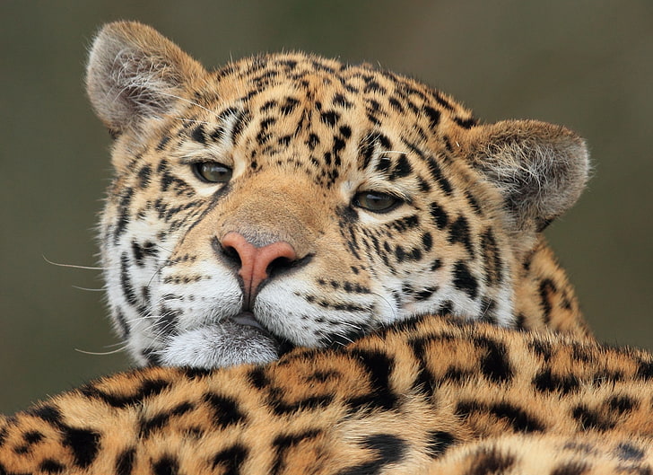 leopardo adulto, giaguaro, predatore, gatto grande, museruola, Sfondo HD