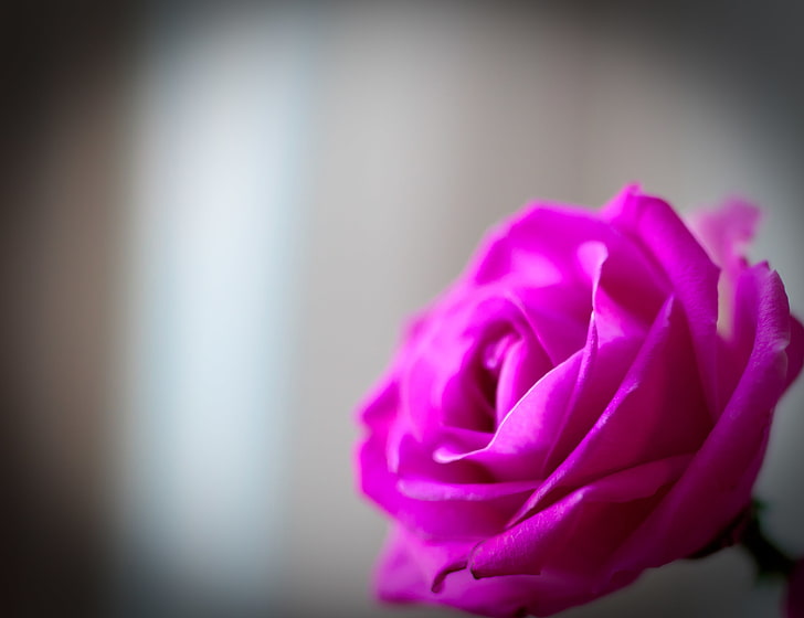 pink rose flower, macro, flowers, background, Wallpaper, pink, tenderness, rose, petals, widescreen, full screen, HD wallpapers, flower, rosette, HD wallpaper