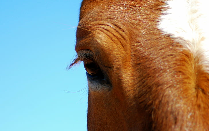 الحصان والعيون والحيوانات، خلفية HD