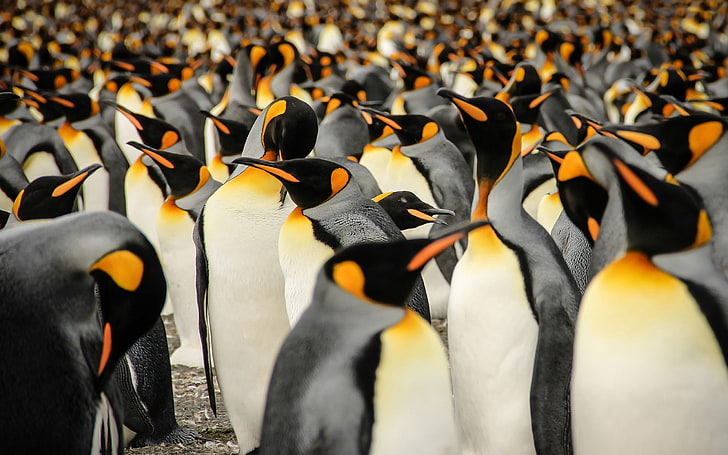 South georgia king penguins-Animal Kualitas Tinggi ..., Wallpaper HD