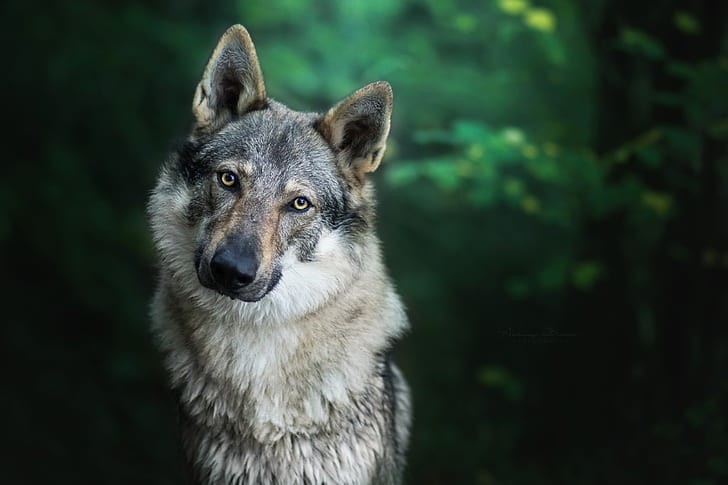Tiere, Wald, Wolf, HD-Hintergrundbild