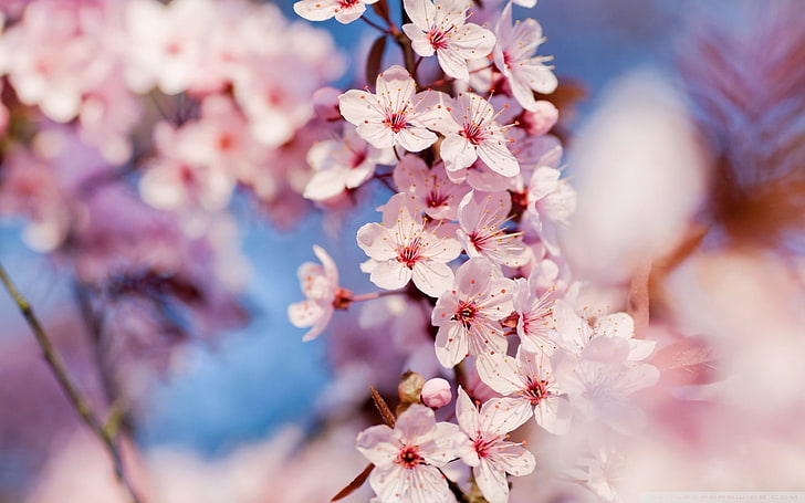 pink flowers, spring, flowers, cherry blossom, macro, pink flowers, HD wallpaper