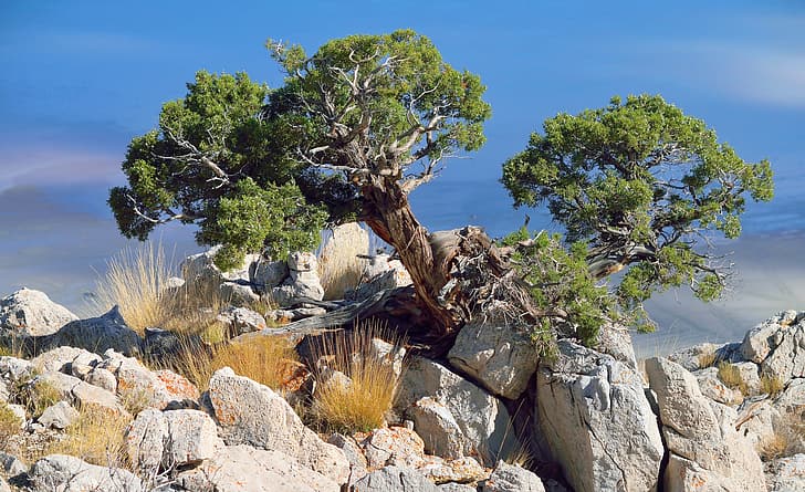 stones, tree, juniper, juniperus osteosperma, HD wallpaper
