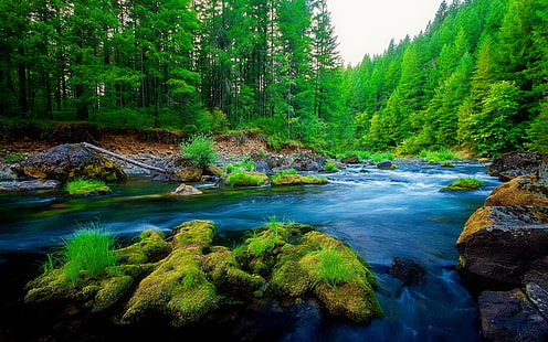 Yeşil Çam Ormanı Nehir Kaya Güzel Doğa Hd Duvar Kağıdı, HD masaüstü duvar kağıdı HD wallpaper