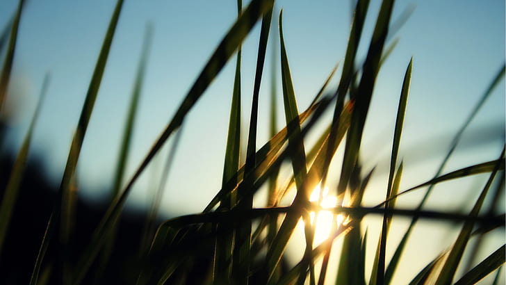 Grass Macro Sunlight HD, natura, makro, światło słoneczne, trawa, Tapety HD