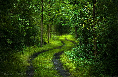 road, forest, light, trees, freshness, nature, green, mood, foliage, calm, mysterious, HD wallpaper HD wallpaper