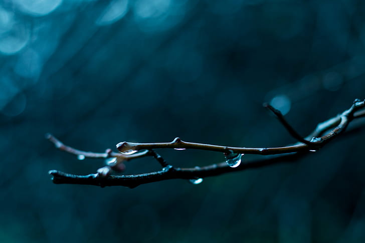 selective macro photography of water dew on twig, de, la, Lluvia, árboles, selective, macro photography, dew, twig, nature, natural, poesía, poetry, arboles, agua, water  blue, memoria, olvido, close-up, macro, branch, backgrounds, HD wallpaper