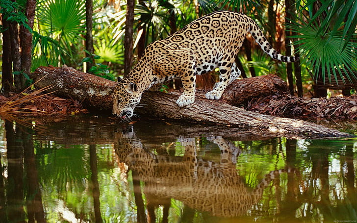 Leopardo bebendo em um riacho, foto de leopardo, leopardo, animal, floresta, selva, córrego, HD papel de parede