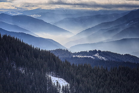 natura, paesaggio, mattina, nebbia, Romania, montagne, foresta, neve, pini, Sfondo HD HD wallpaper