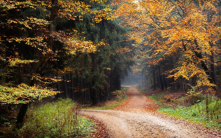 пейзаж, природа, грунтовая дорога, лес, осень, листья, деревья, кустарники, HD обои