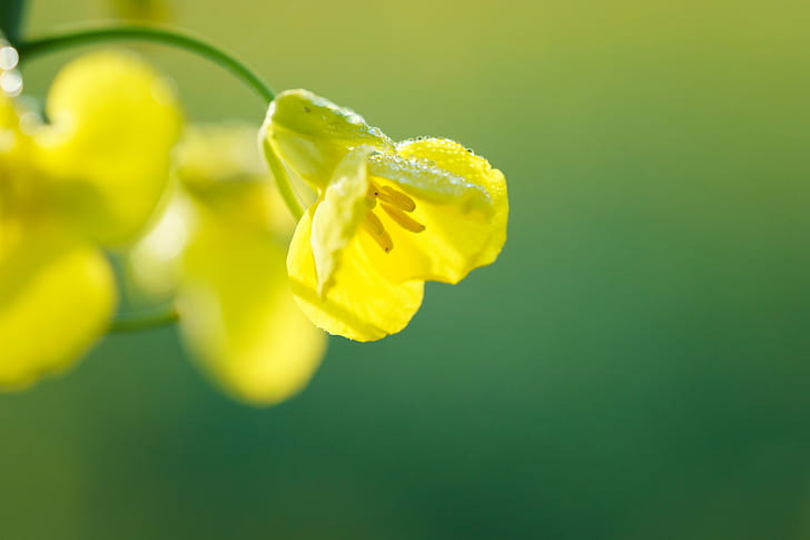 shallow focus photography of yellow flower, Es, ist, Raps, Zeit, shallow focus, photography, flower, Makro, Frühling, Sächsische-Schweiz, Bokeh, Blossom, Morning, Macro, Sony, Yellow, Gelb, Drops, nature, plant, green Color, springtime, close-up, beauty In Nature, HD wallpaper