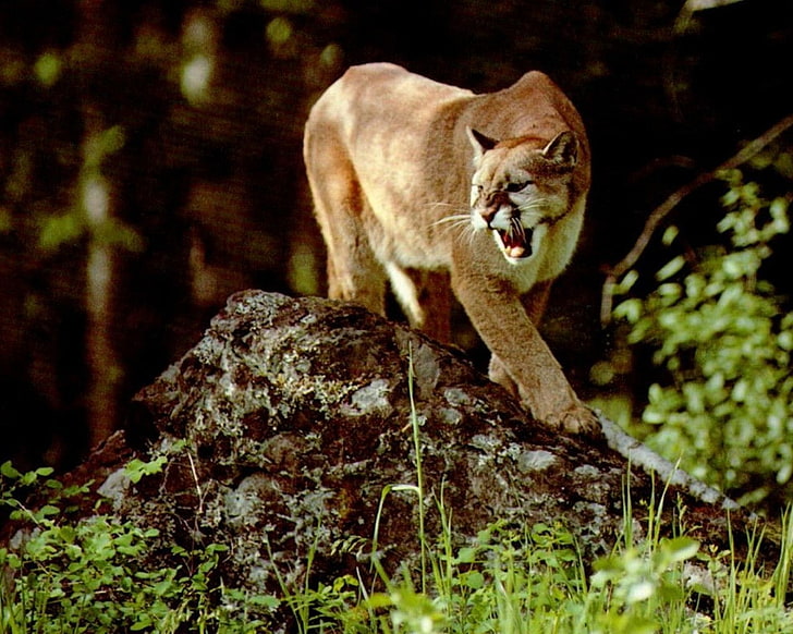 Tiere, Puma, HD-Hintergrundbild