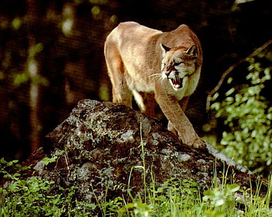 Tiere, Puma, HD-Hintergrundbild HD wallpaper