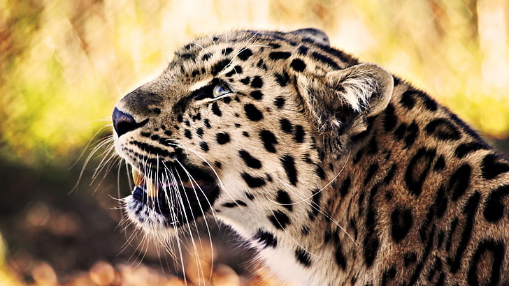 animals, feline, nature, leopard (animal), HD wallpaper