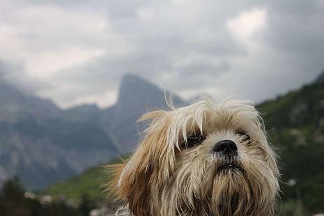 แอลเบเนีย, สุนัข, ภูเขา, ฟักทอง, ชิสุ, วอลล์เปเปอร์ HD HD wallpaper