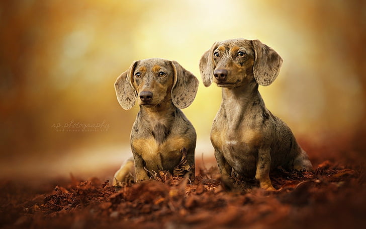 Anjing, Dachshund, Wallpaper HD