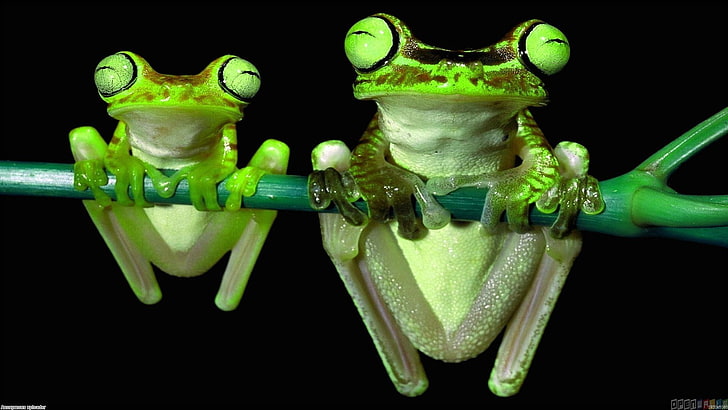 Frosch, Tiere, Natur, Amphibien, HD-Hintergrundbild