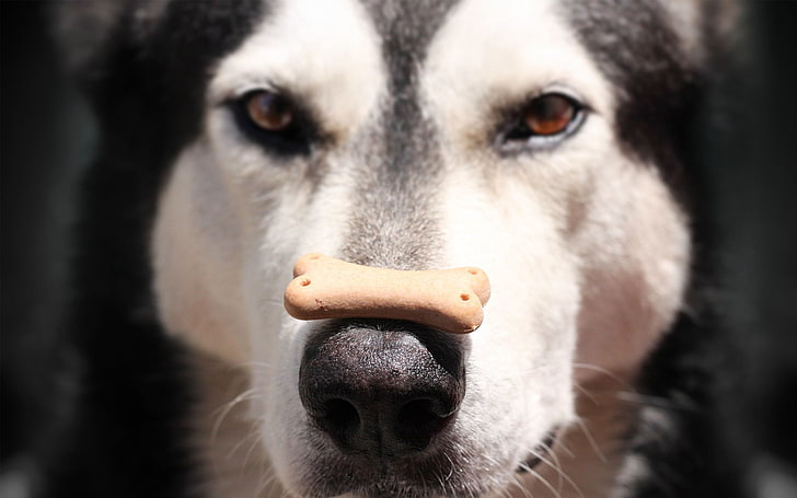 husky sibérien adulte noir et blanc, malamute d’alaska, chien, nourriture, visage, nez, tacheté, Fond d'écran HD