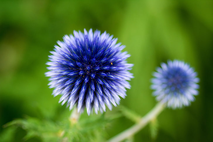 greens, flowers, nature, plant, blue, inflorescence, Echinops, HD wallpaper