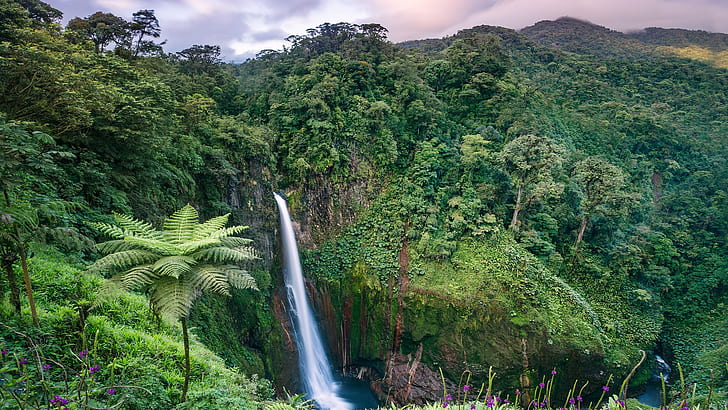 nature, landscape, forest, trees, plants, clouds, Monsoon, flowers, moss, waterfall, tropical forest, water, Catarata del Toro, Costa Rica, HD wallpaper