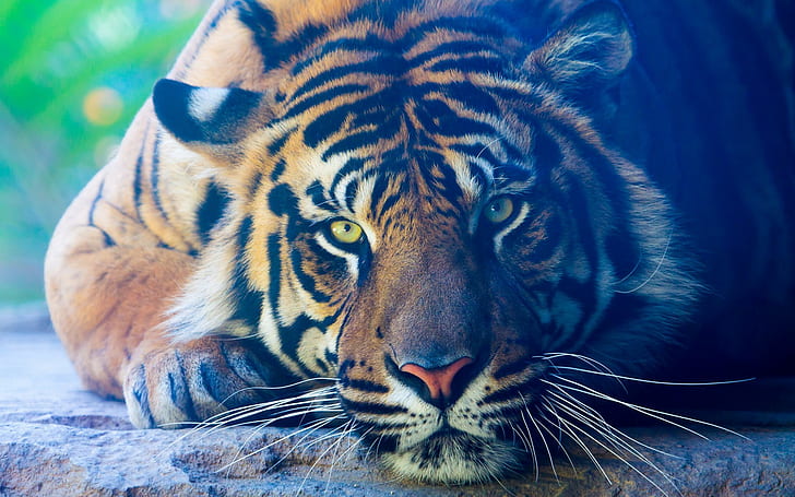 тигр, большие кошки, животные, живая природа, крупным планом, HD обои