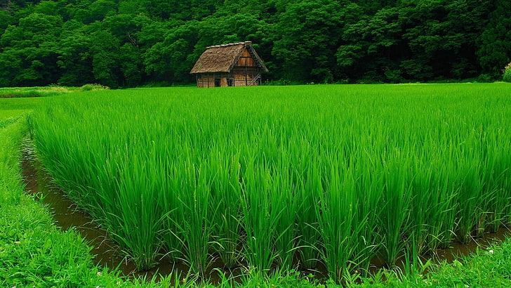 field, trees, nature, plants, house, grass, water, green, rice paddy, landscape, forest, HD wallpaper