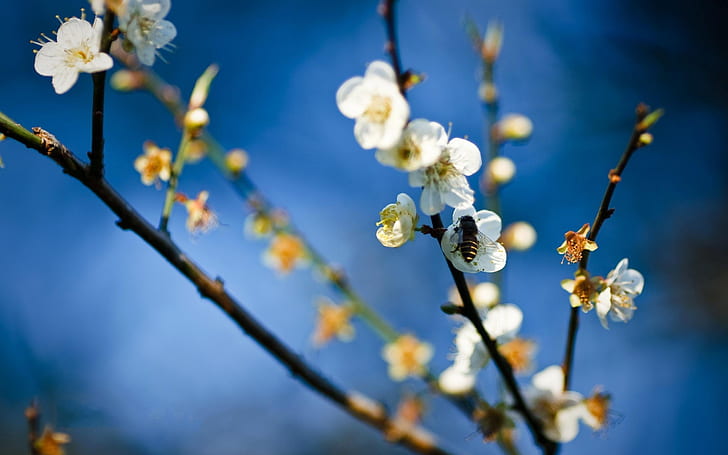 Biene auf weißen Blumen, Weiß, Blumen, HD-Hintergrundbild